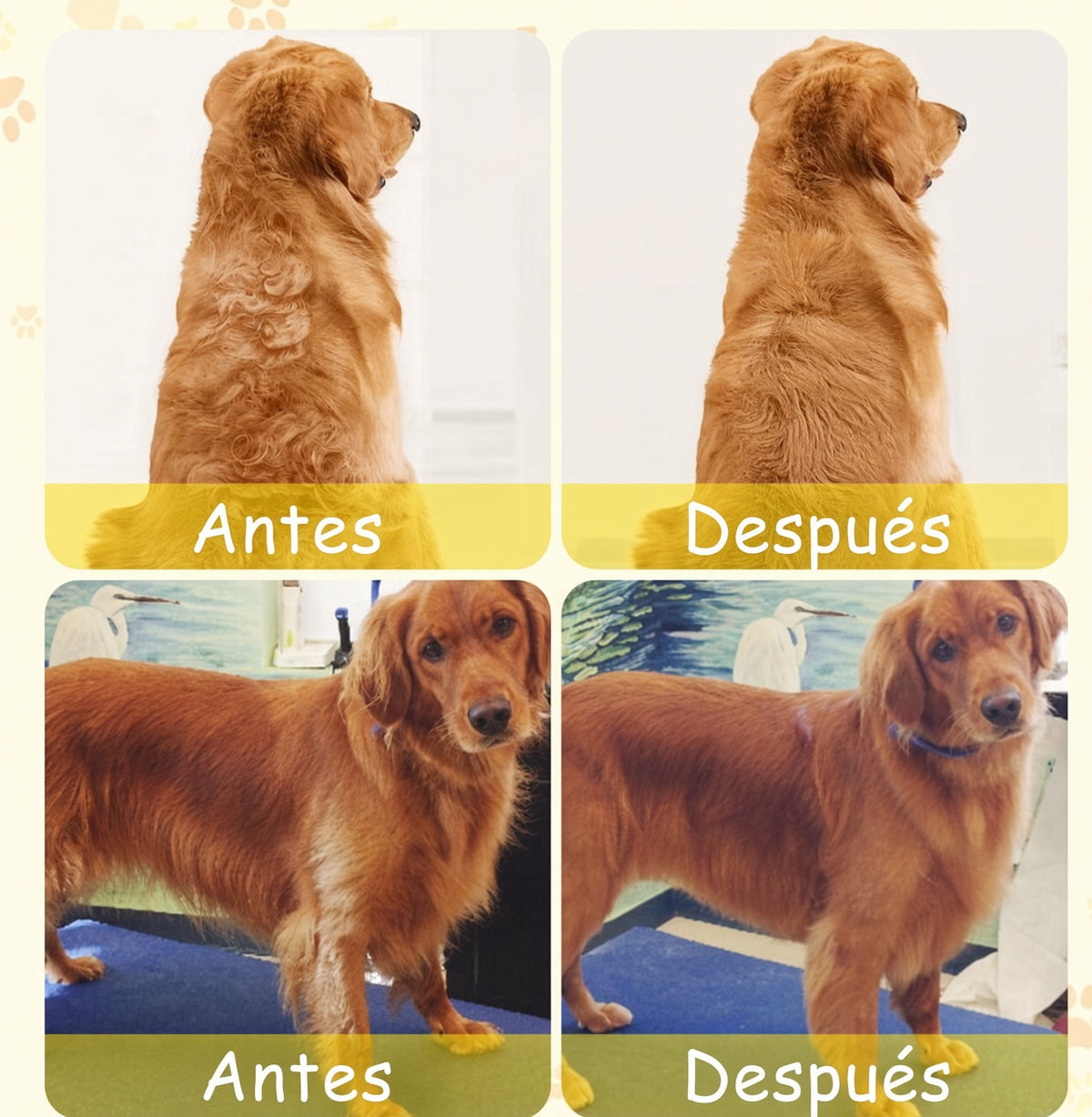 Pack para Mascotas: Bebedero Portátil + Cepillo de Vapor de Regalo 🎁